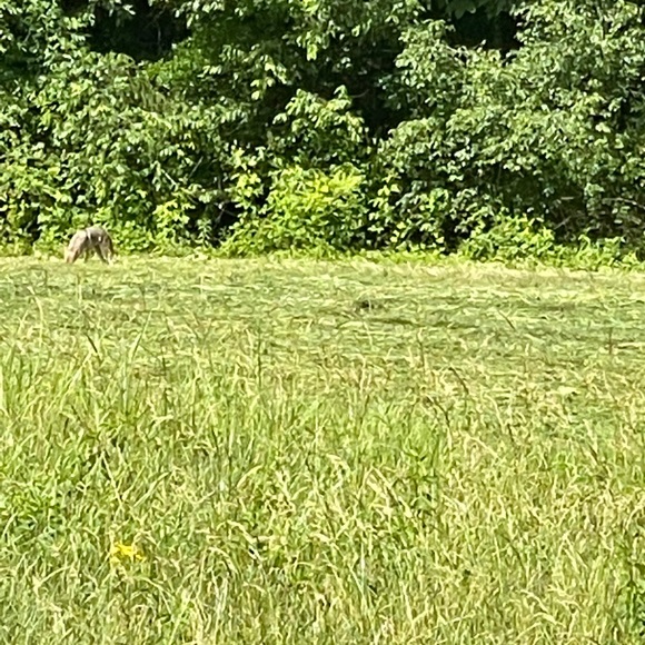 Meet your Posher, Emma - Picture 1 of 1